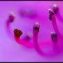 Pistil and Stamens