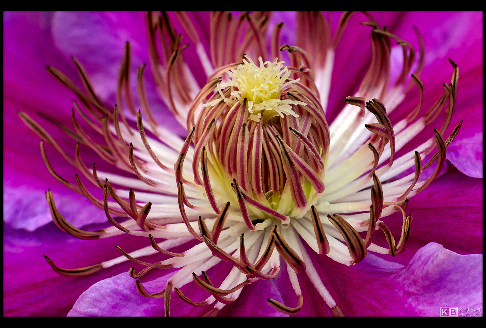 Saint George's Clematis by KeldBach