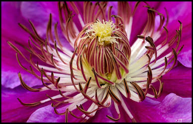 Saint George's Clematis