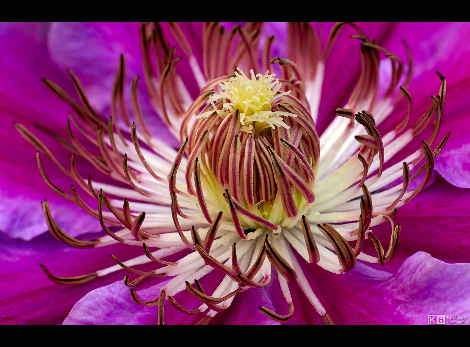 Saint George's Clematis by KeldBach