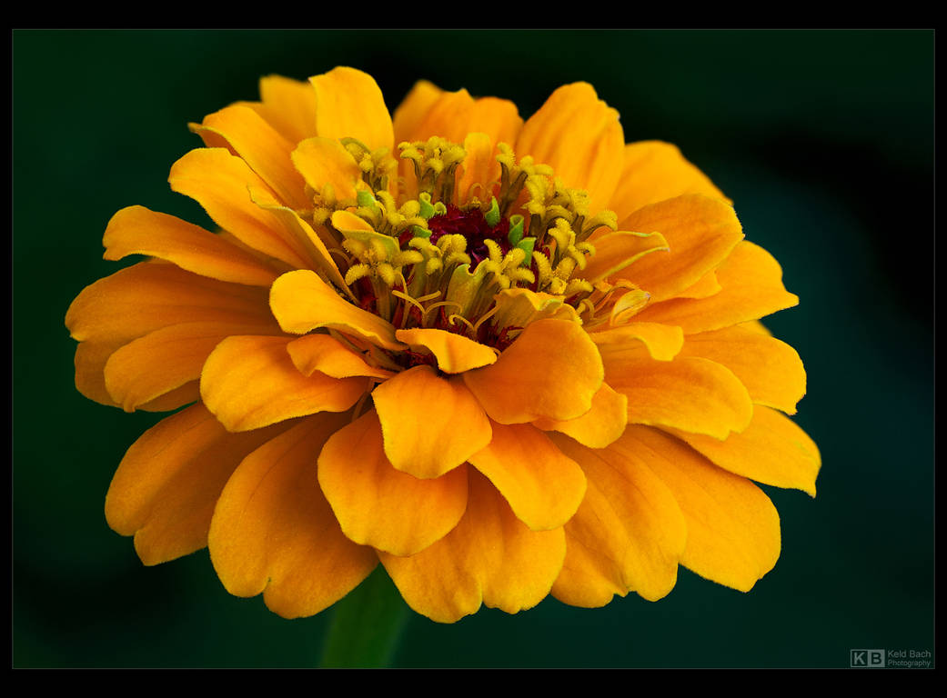 Yellow Zinnia by KeldBach