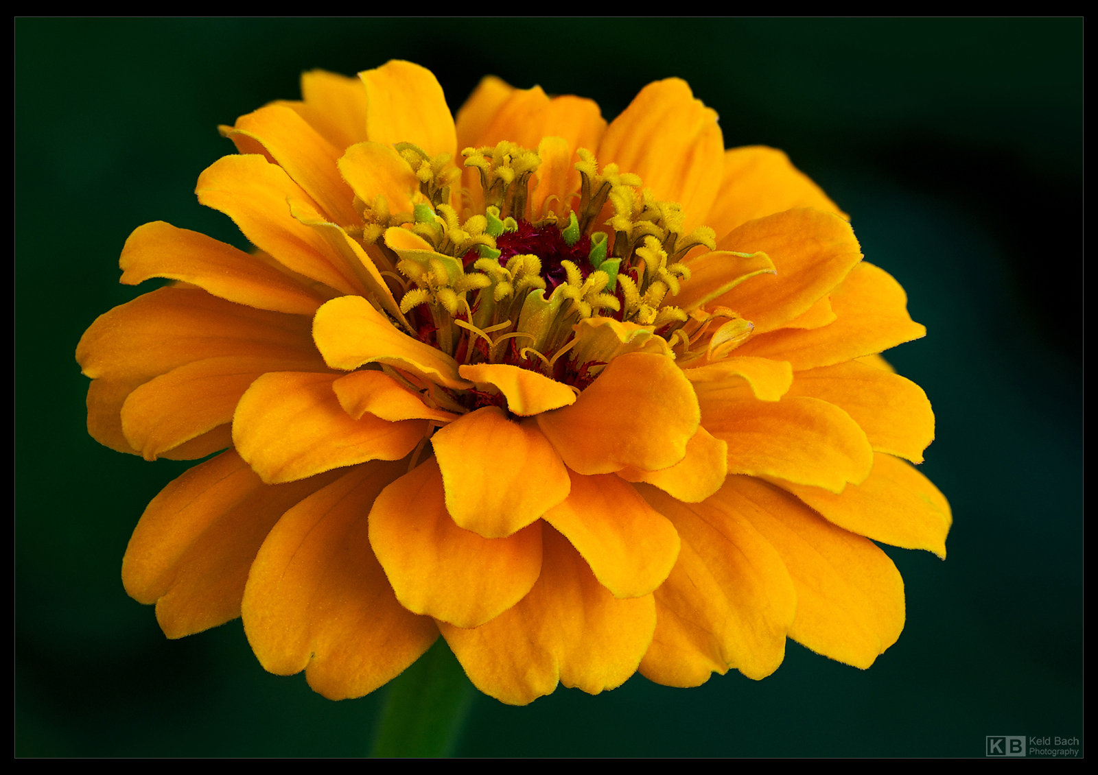 Yellow Zinnia