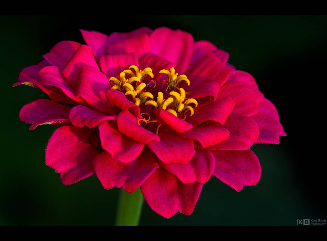 Magenta Zinnia by KeldBach