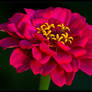 Magenta Zinnia