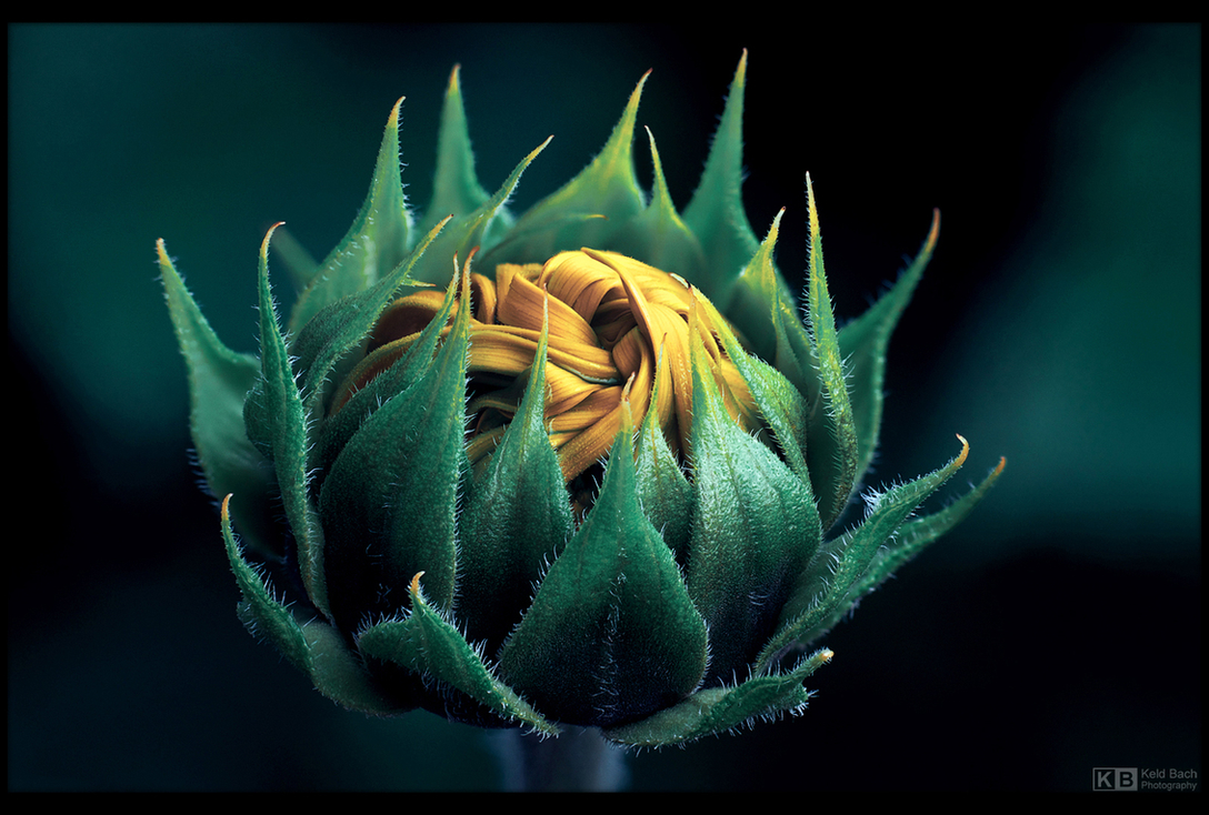 Sunflower Knot
