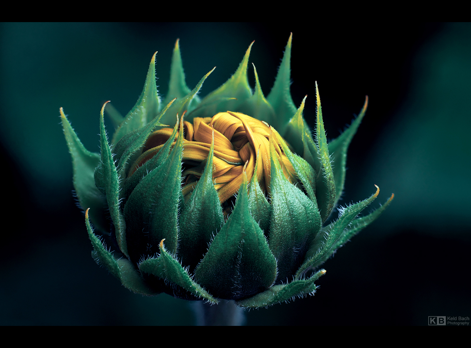 Sunflower Knot by KeldBach