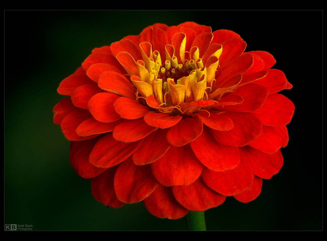 Crimson Zinnia by KeldBach