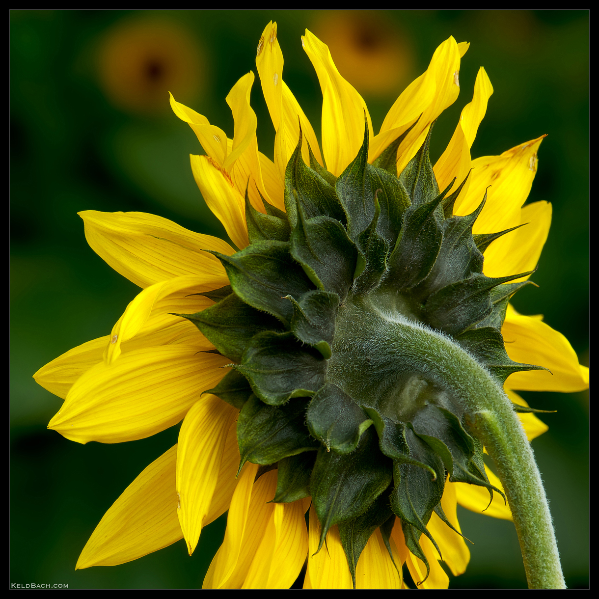 Sunflower Study