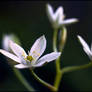 Blooming Grass Lily