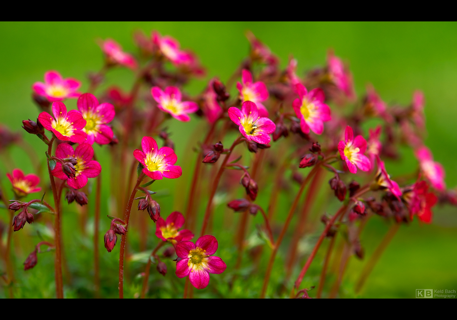 Little Sun Seekers by KeldBach