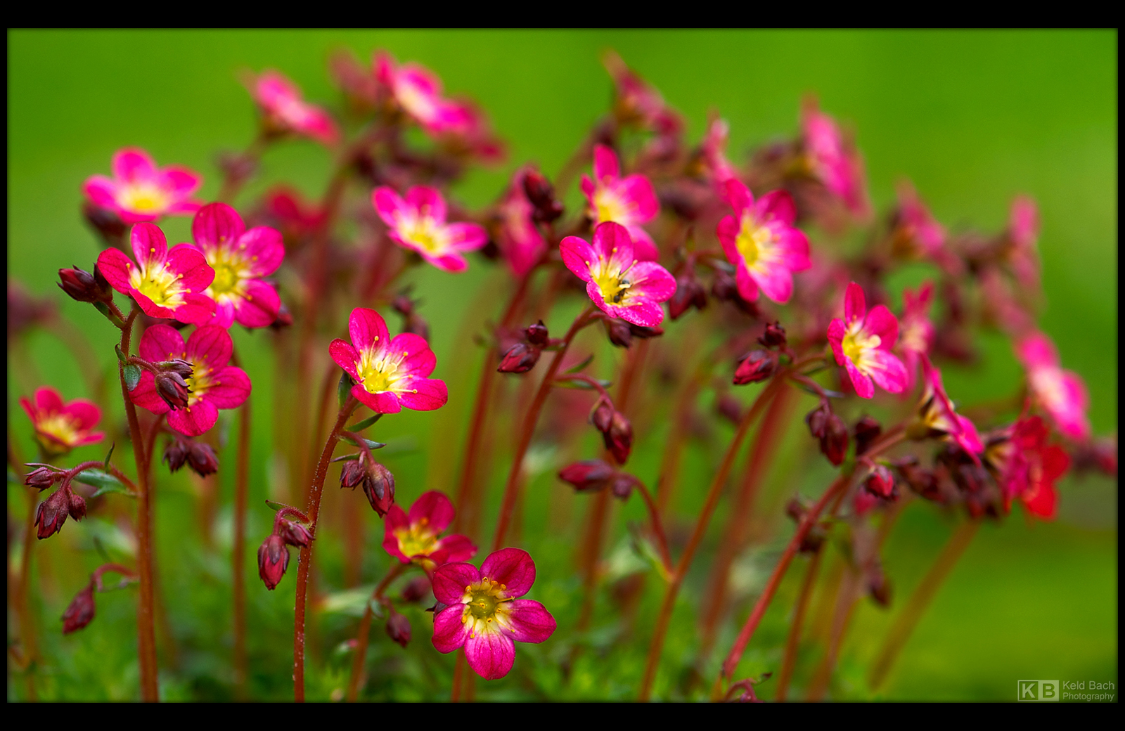 Little Sun Seekers by KeldBach
