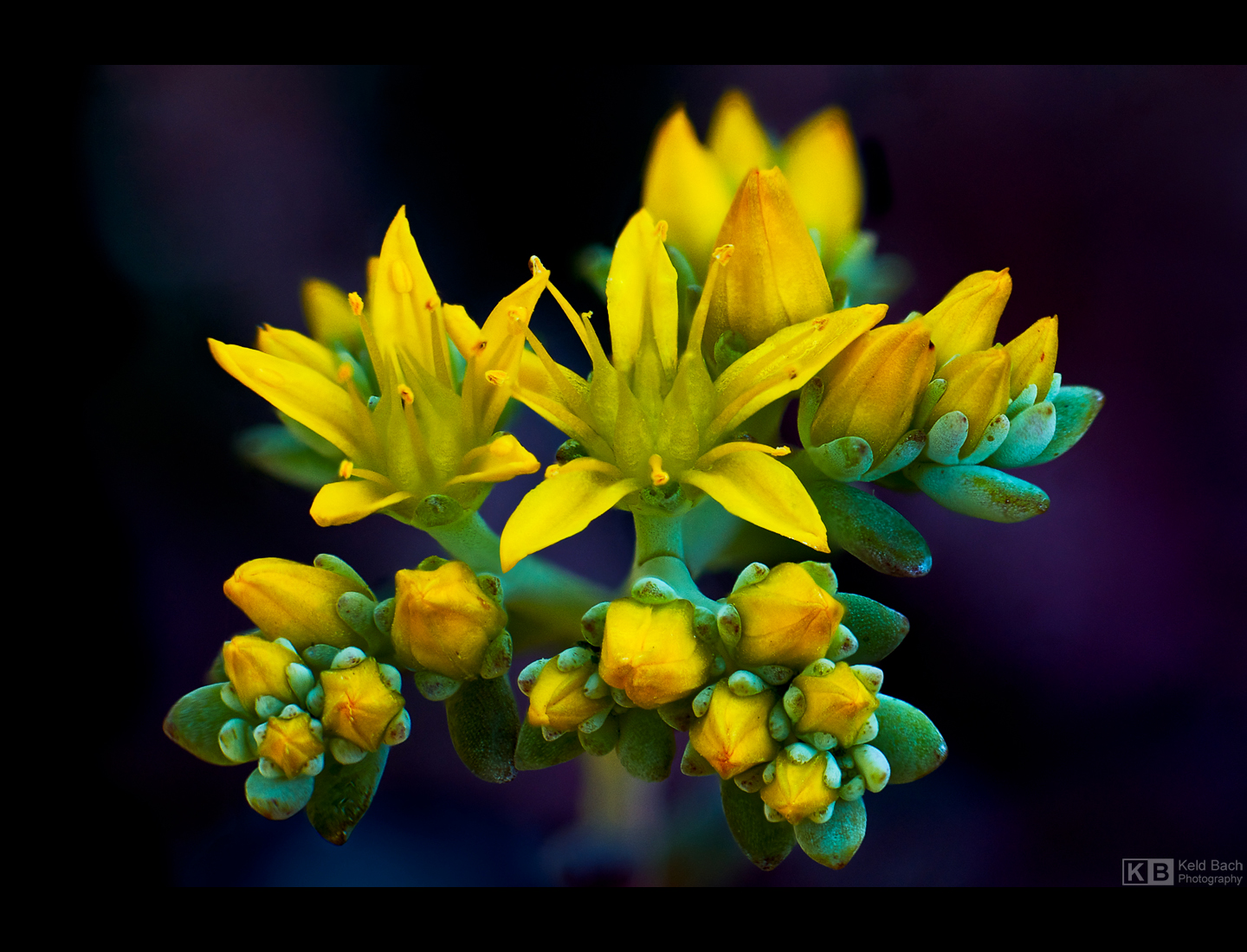 Little Stars by KeldBach