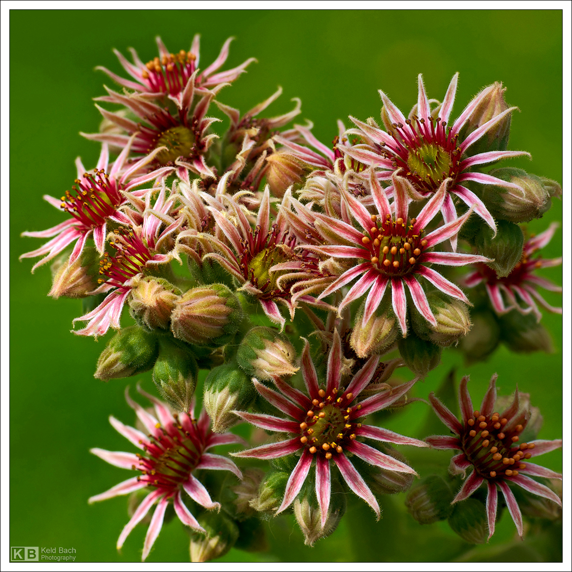 Blooming Sempervivum