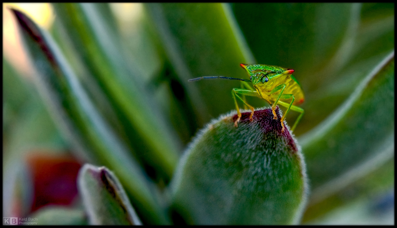 Neon Bug