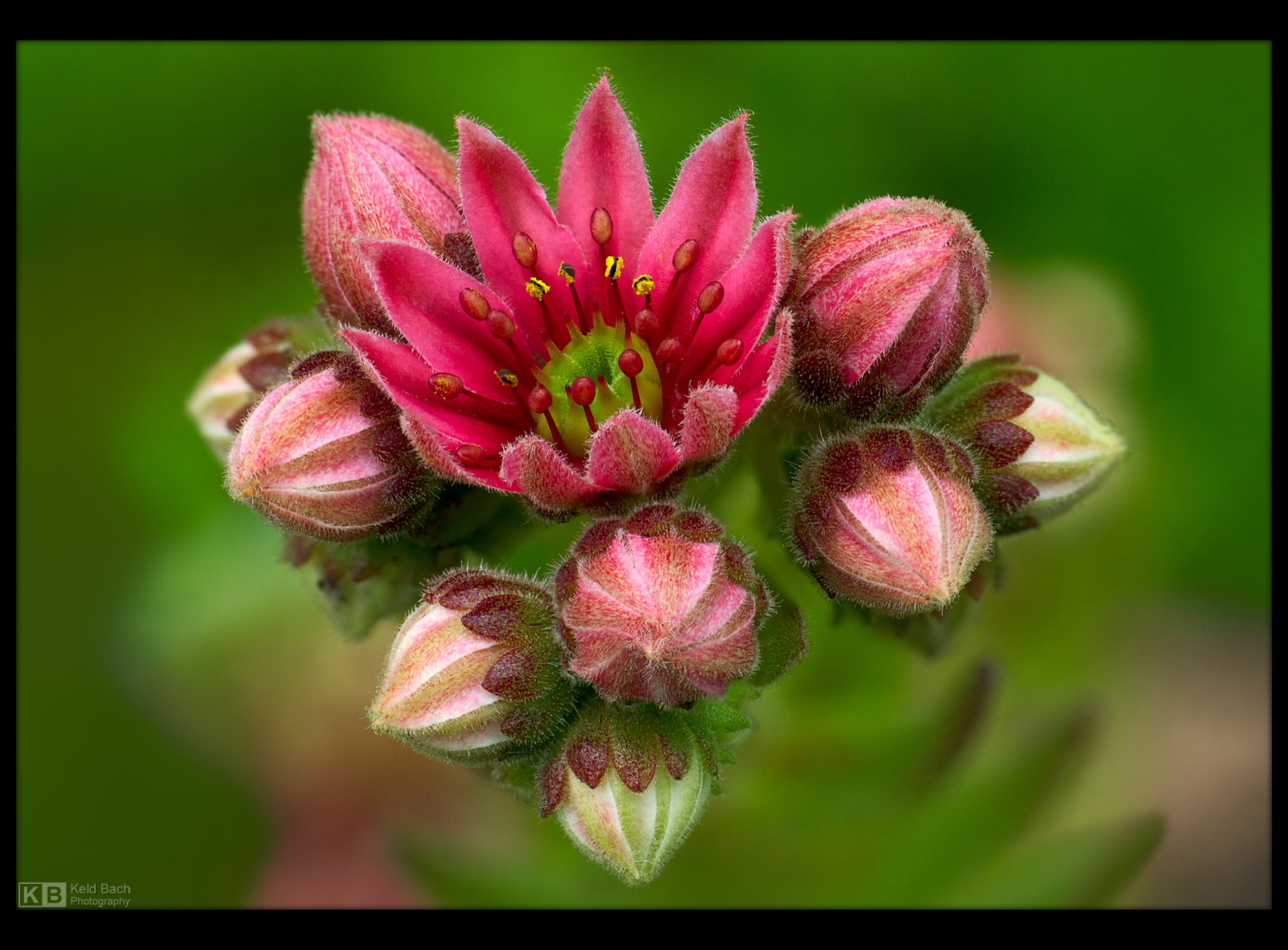 Cluster Bomb by KeldBach