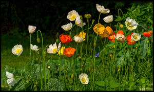 Siberian Poppies by KeldBach