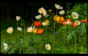 Siberian Poppies by KeldBach
