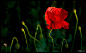 The Scarlet Pimpernel by KeldBach
