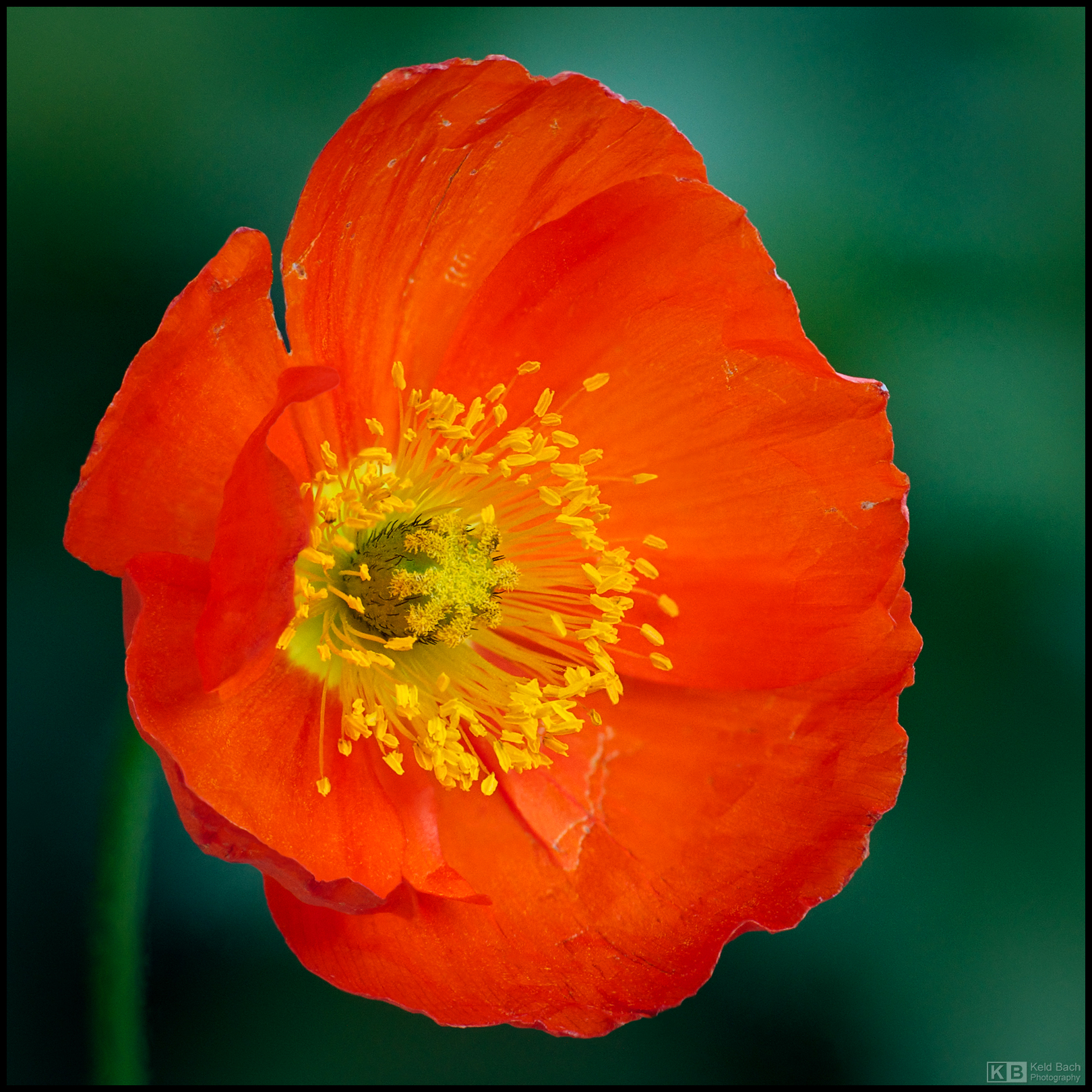 Poppy Portrait