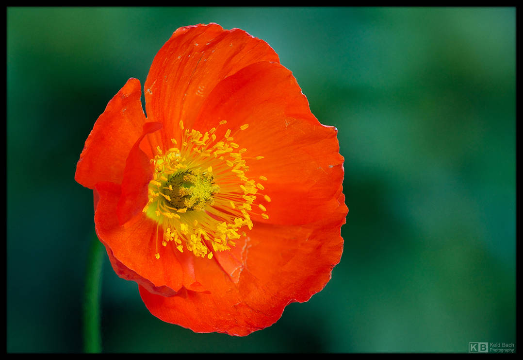 Poppy Portrait by KeldBach