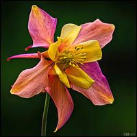 Glowing Columbine by KeldBach