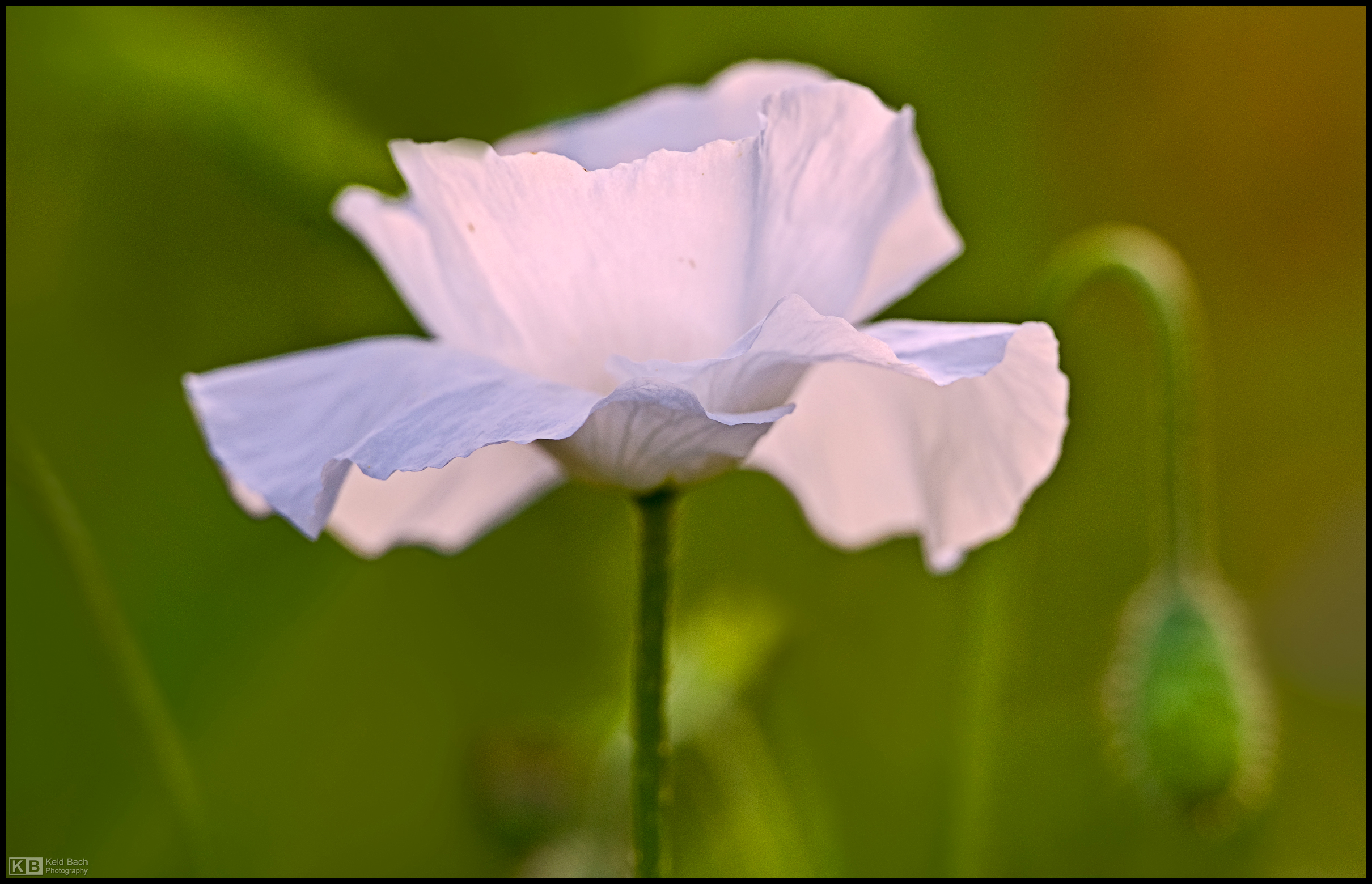 White Poppy