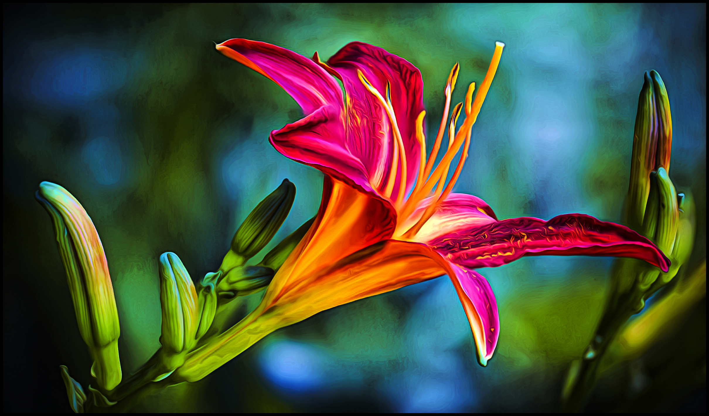 Pink and Yellow Lily Flower