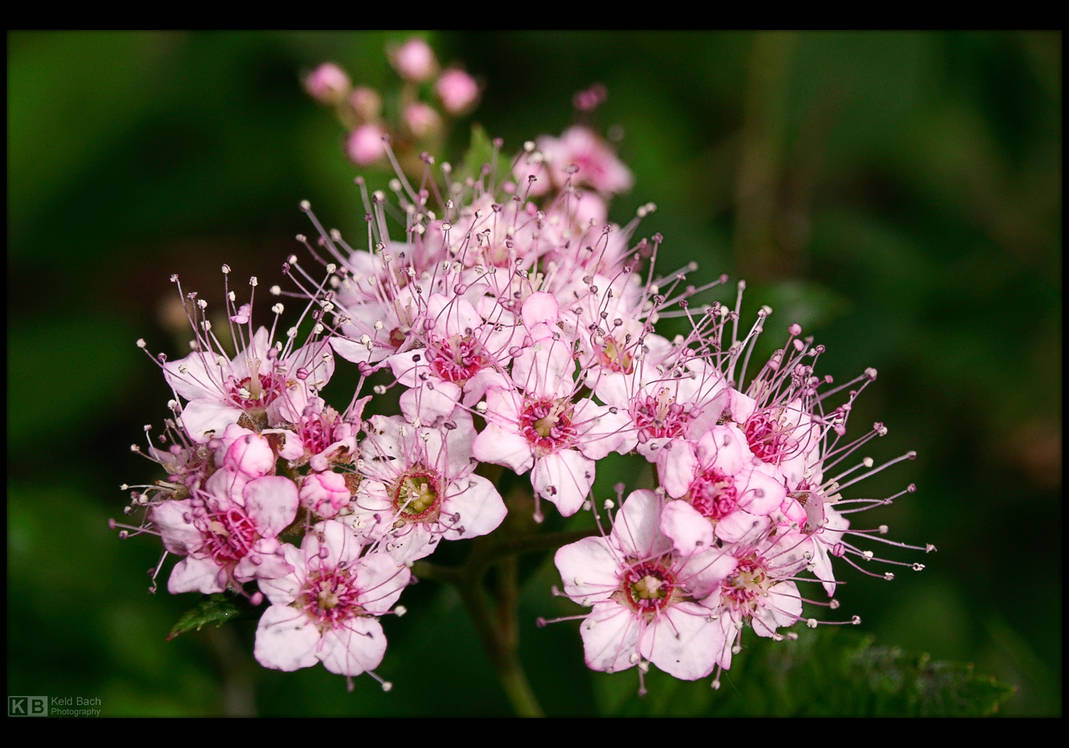 Rose Meadowsweet by KeldBach