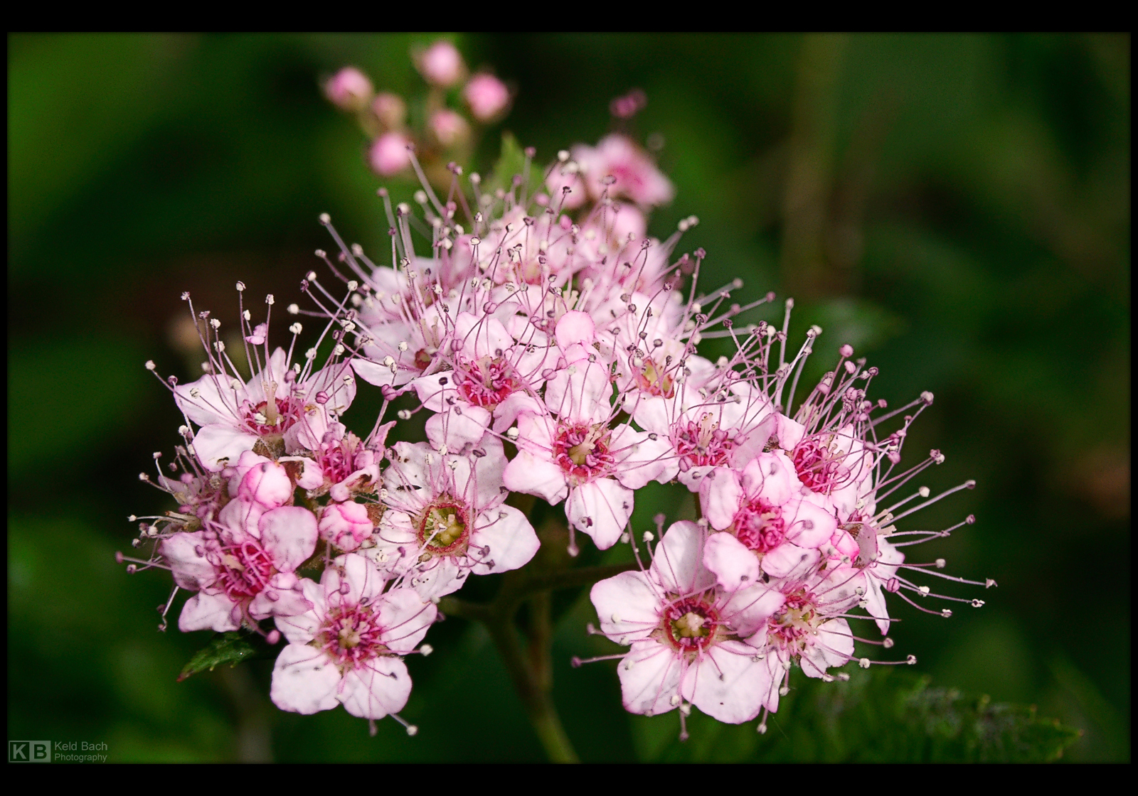 Rose Meadowsweet by KeldBach