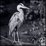 Grey Heron in Mono