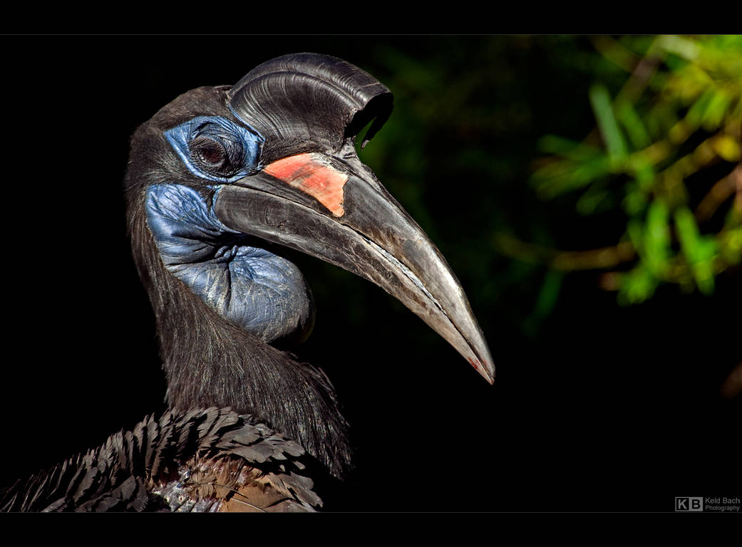 Beauty Queen by KeldBach