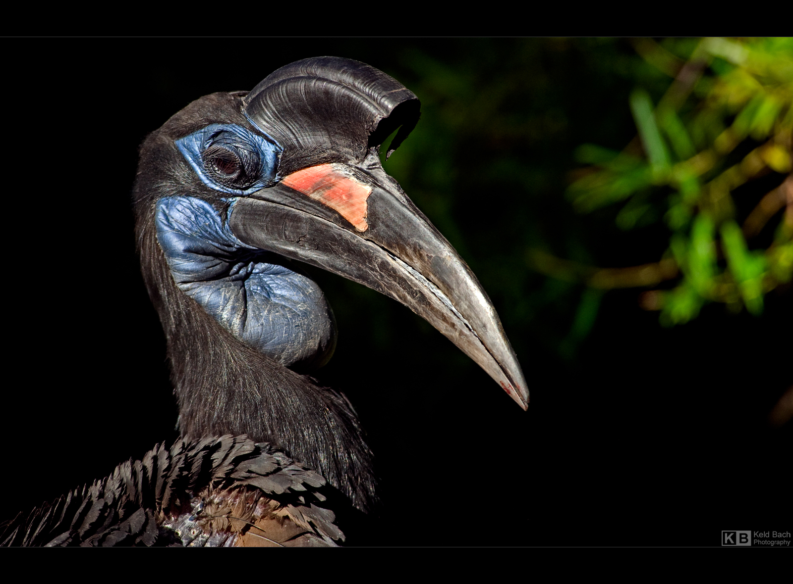 Beauty Queen by KeldBach