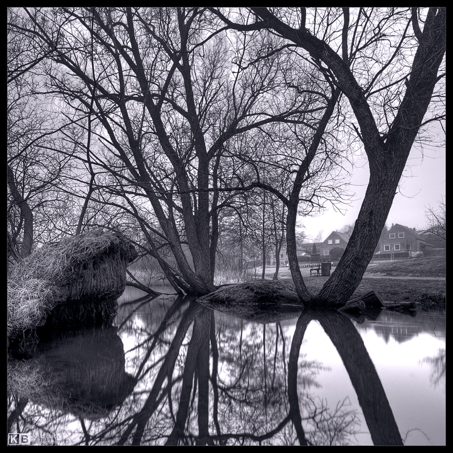 Bare Willows in Mono