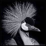 Crowned Crane in Mono