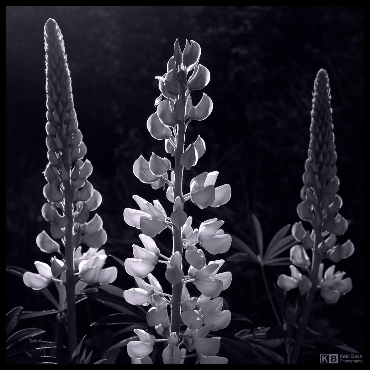 Three Sisters in Mono