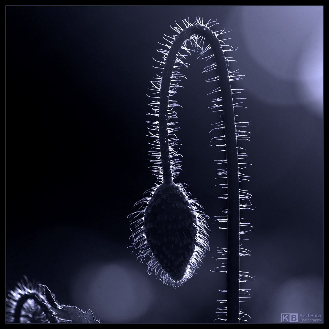 Getting Late in Mono