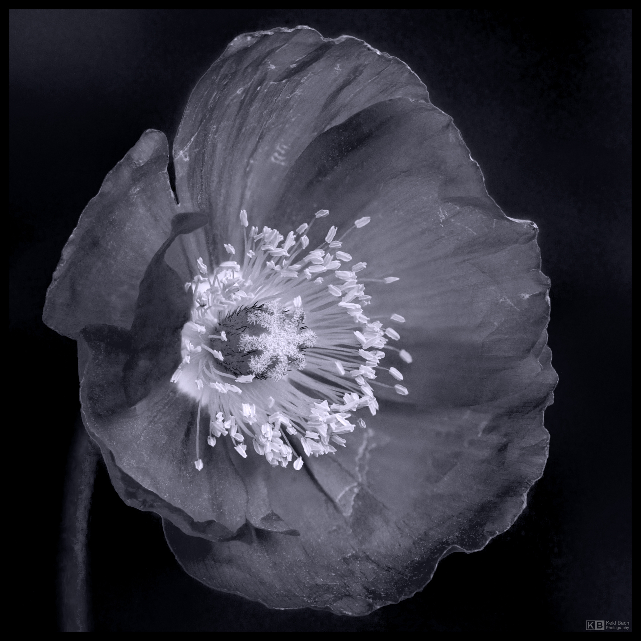 Poppy Portrait in Mono
