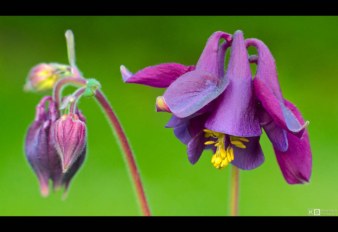 Purple Columbine by KeldBach