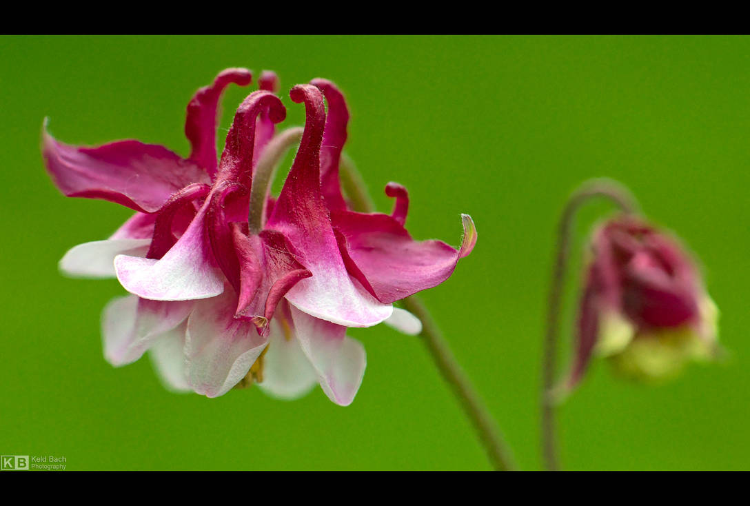 Ballerina by KeldBach