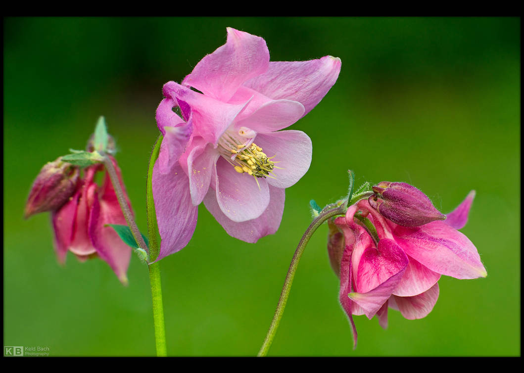 Pinkish Columbine by KeldBach