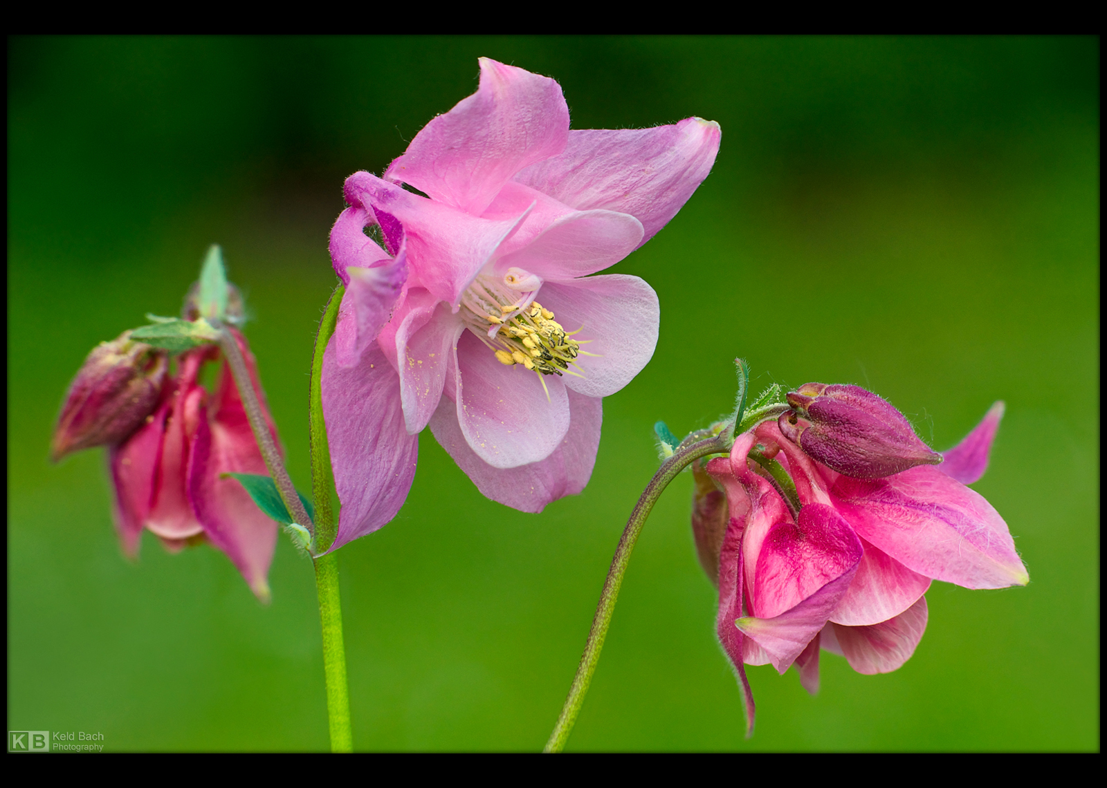 Pinkish Columbine by KeldBach