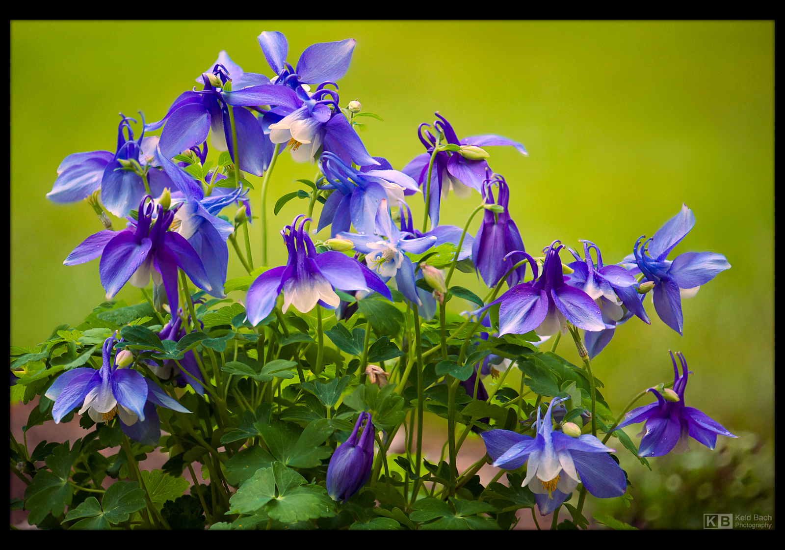 Peak Time for Columbines by KeldBach