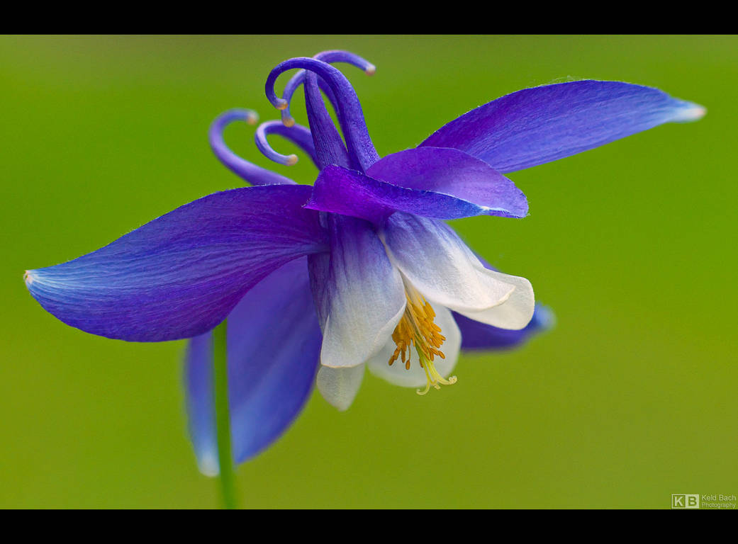 Blue Wings by KeldBach