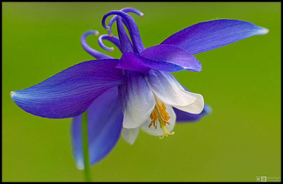 Blue Wings by KeldBach