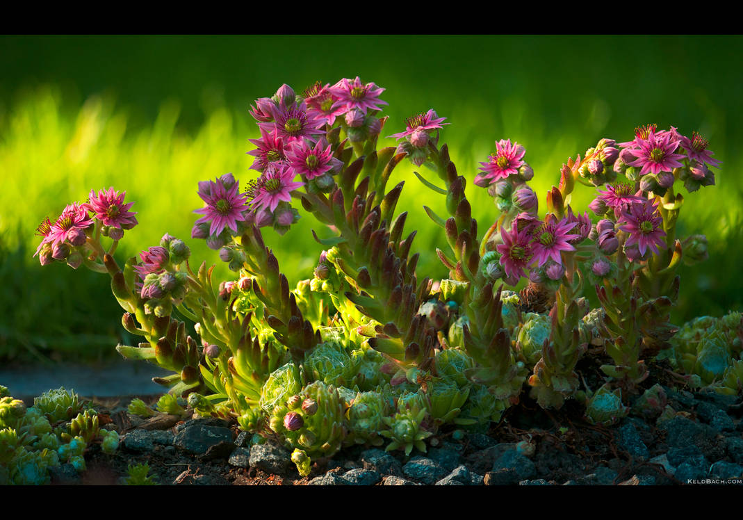 Cobweb Blooms ad Libitum by KeldBach