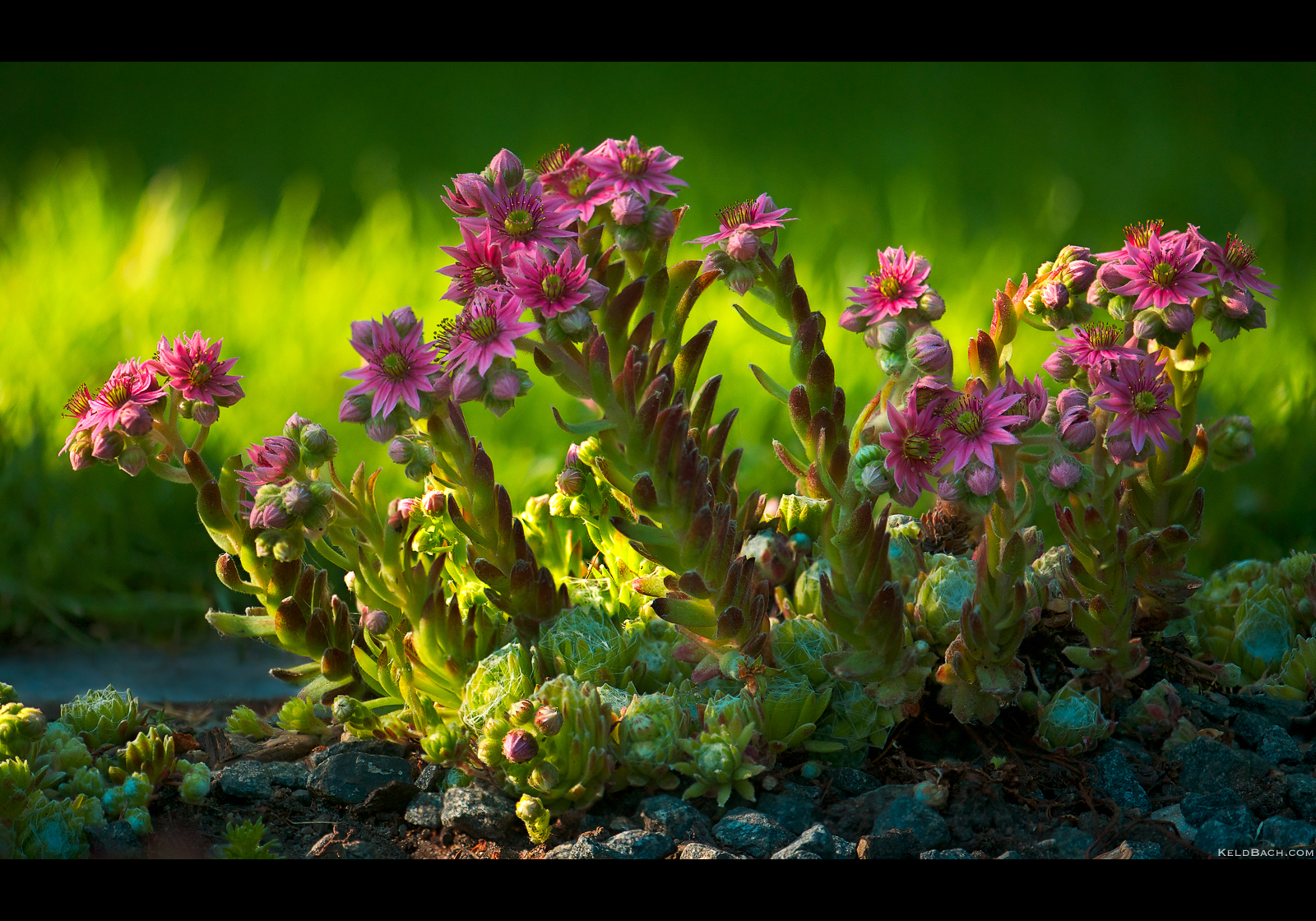 Cobweb Blooms ad Libitum by KeldBach