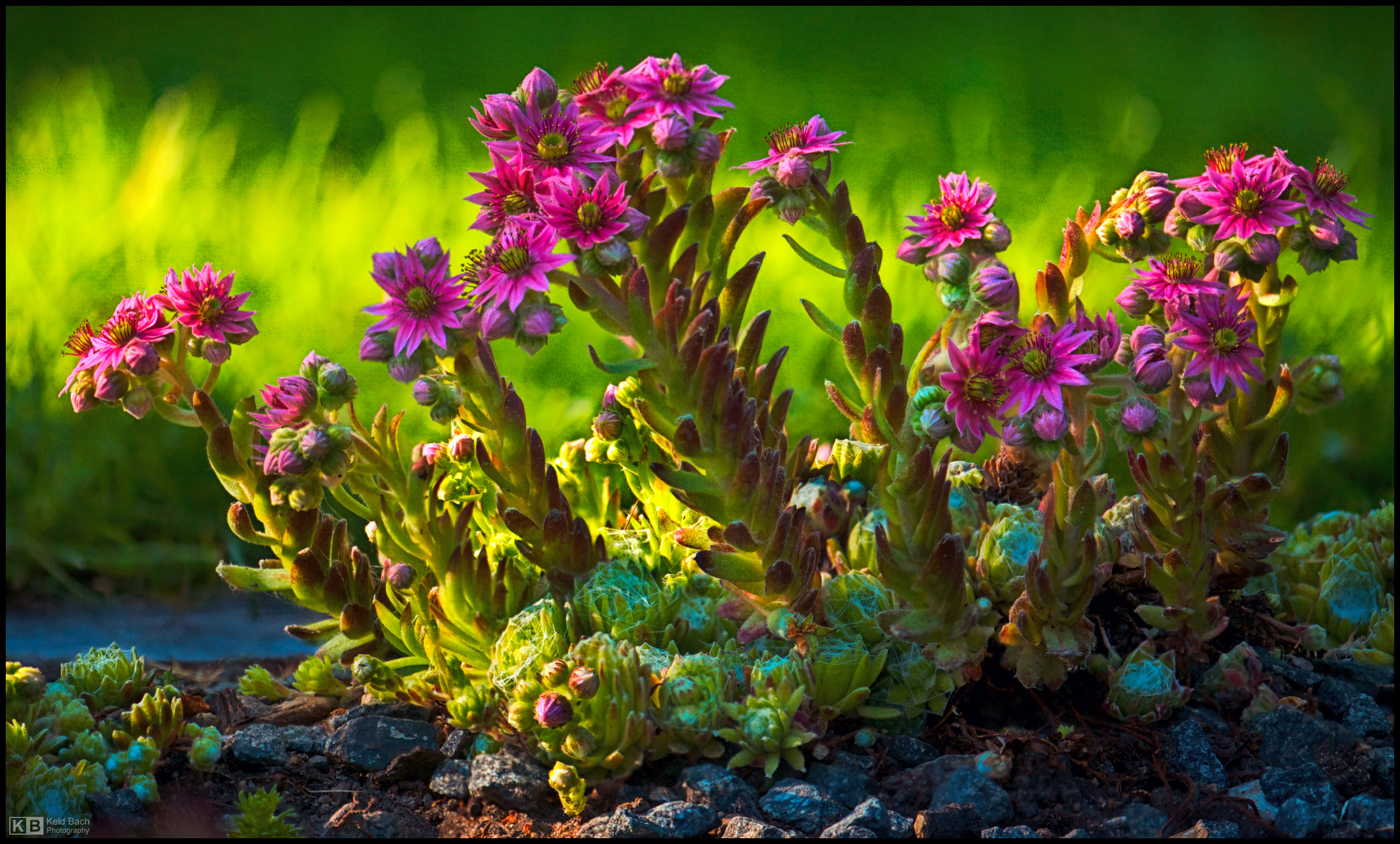 Cobweb Blooms ad Libitum