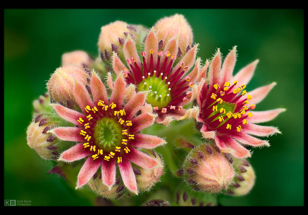 Coronation Day by KeldBach