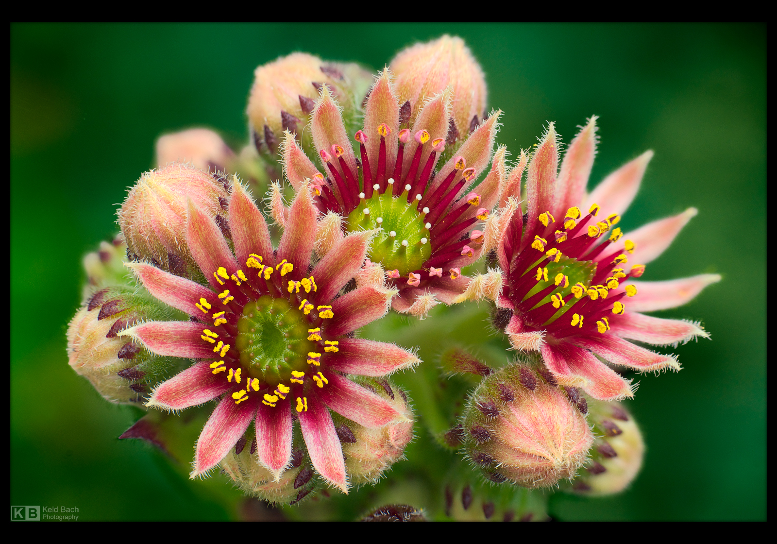 Coronation Day by KeldBach