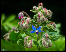 Hairy Bloom Buds by KeldBach